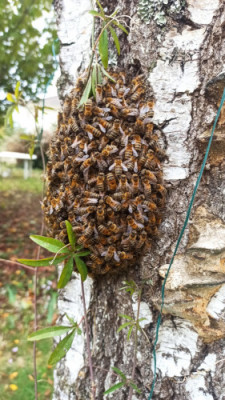 Essaim sur un arbre
