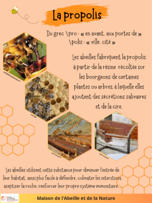 poster propolis (2).png