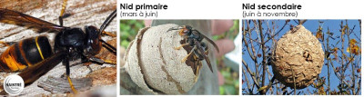 bandeau nids frelon asiatique