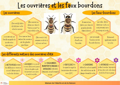 Ouvrières et faux bourdons