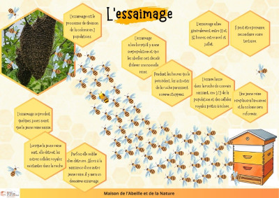 L'essaimage