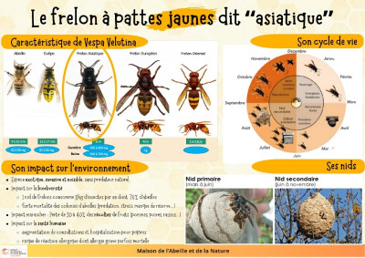frelon asiatique