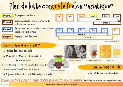 lutte frelon asiatique