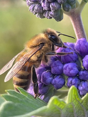 Abeille butinant un caryoptéris