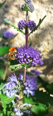 Bourdon butinant un caryoptéris